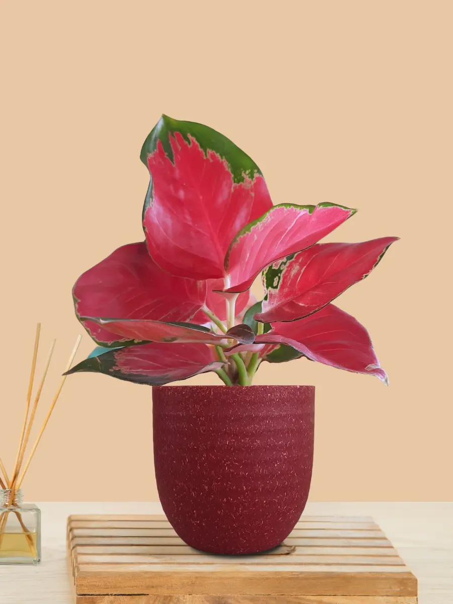 Aglaonema Cherry Red Plant (Small) in Eco Pot - Image 12