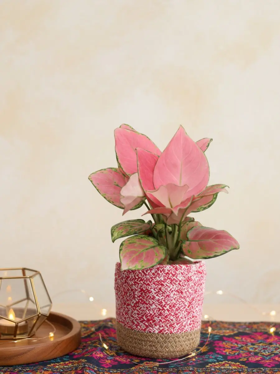 Aglaonema Pink Anjamani (Medium)