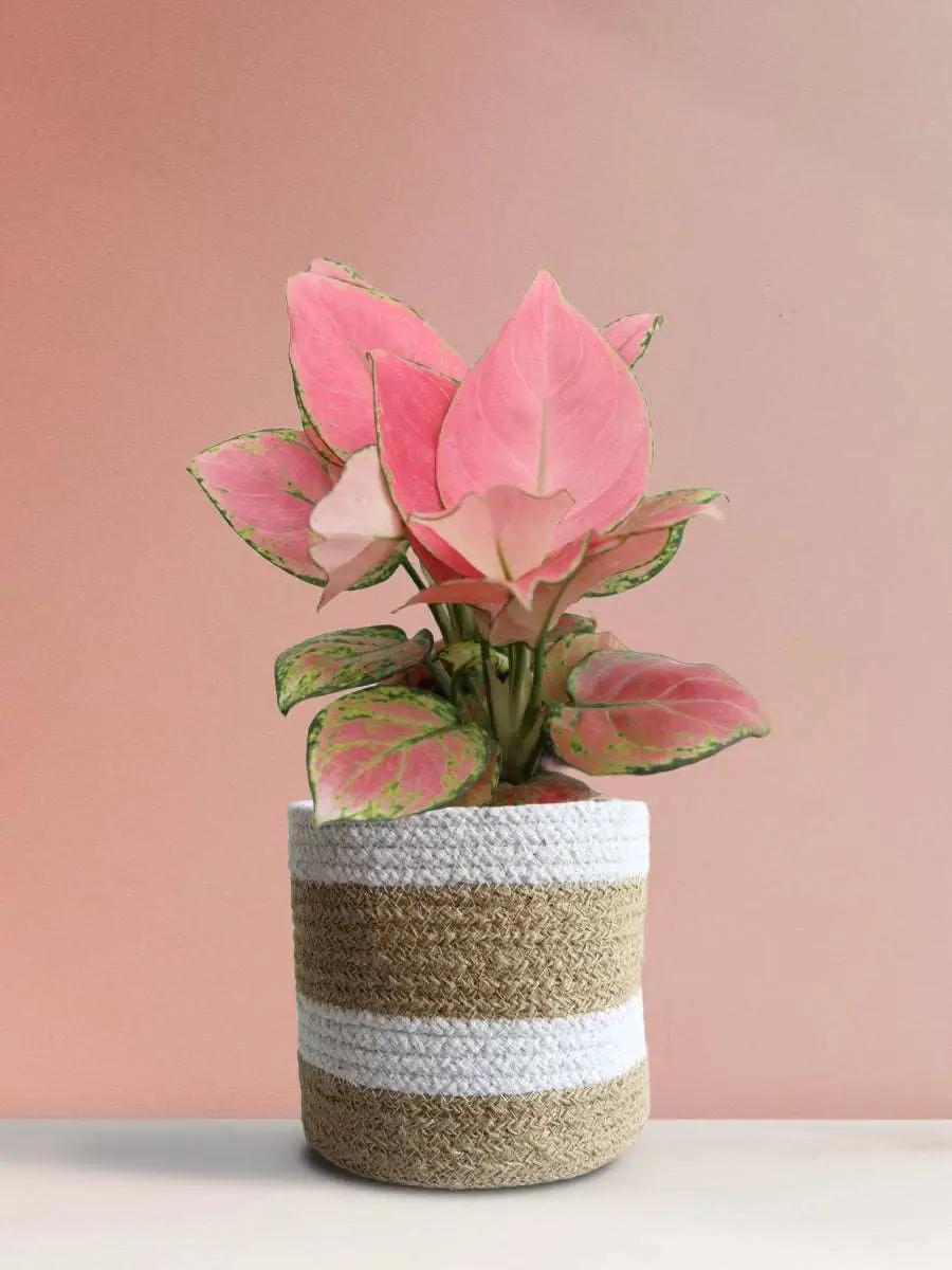 Aglaonema Pink Anjamani (Medium) - Image 10
