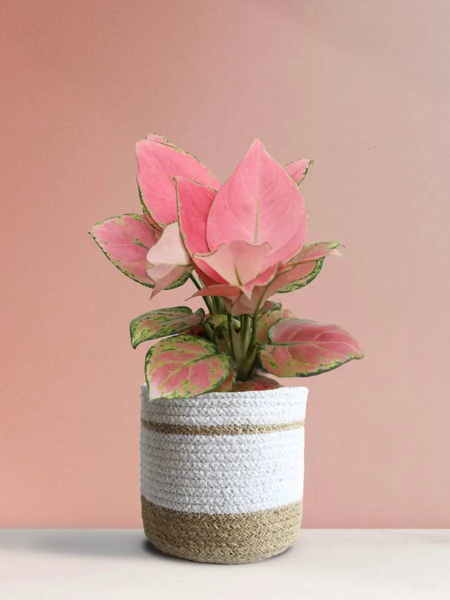 Aglaonema Pink Anjamani (Medium) - Image 11