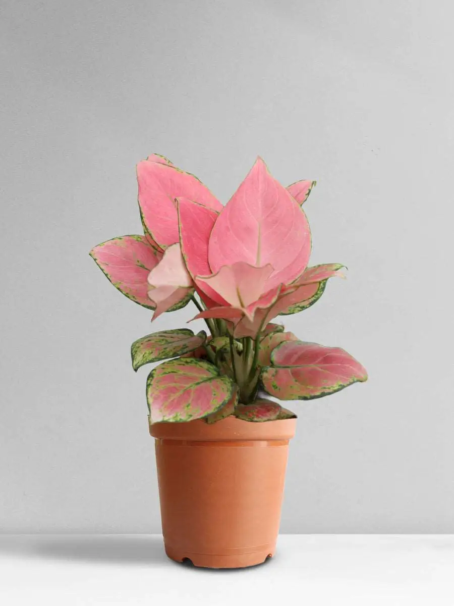 Aglaonema Pink Anjamani (Medium) - Image 16