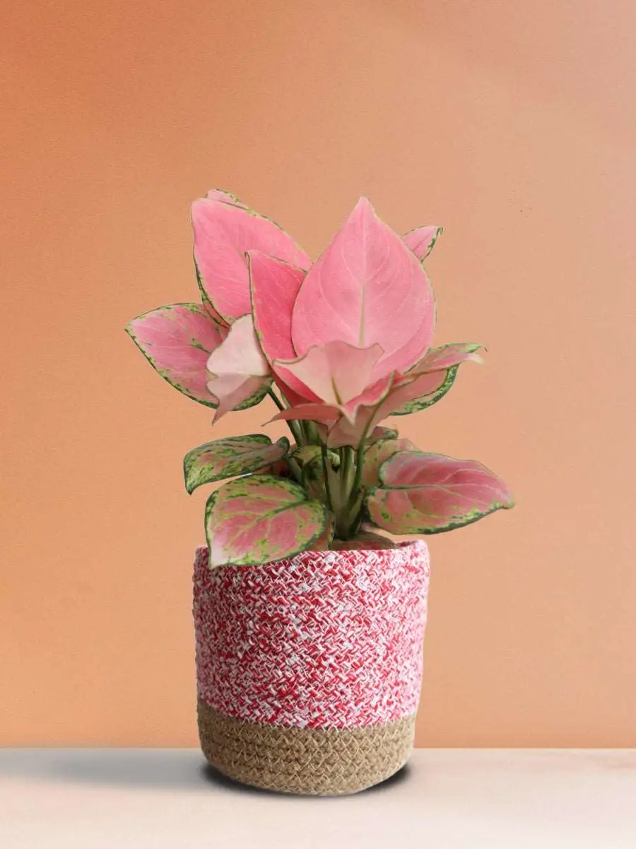 Aglaonema Pink Anjamani (Medium) - Image 18