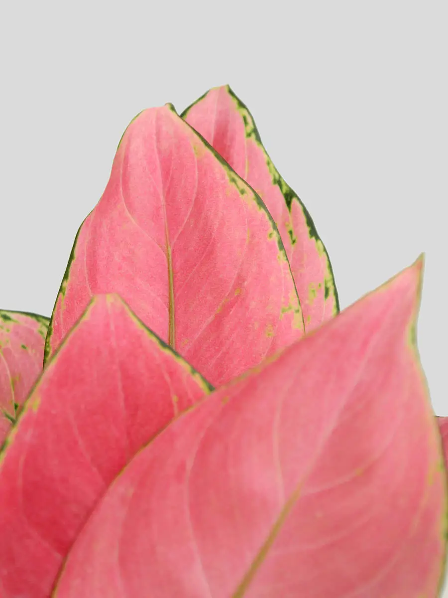 Aglaonema Pink Anjamani (Medium) - Image 2