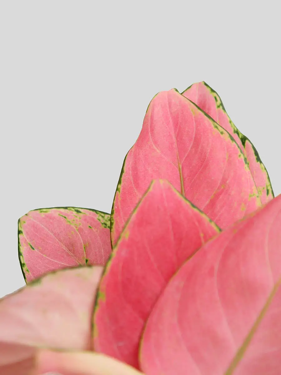 Aglaonema Pink Anjamani (Medium) - Image 4