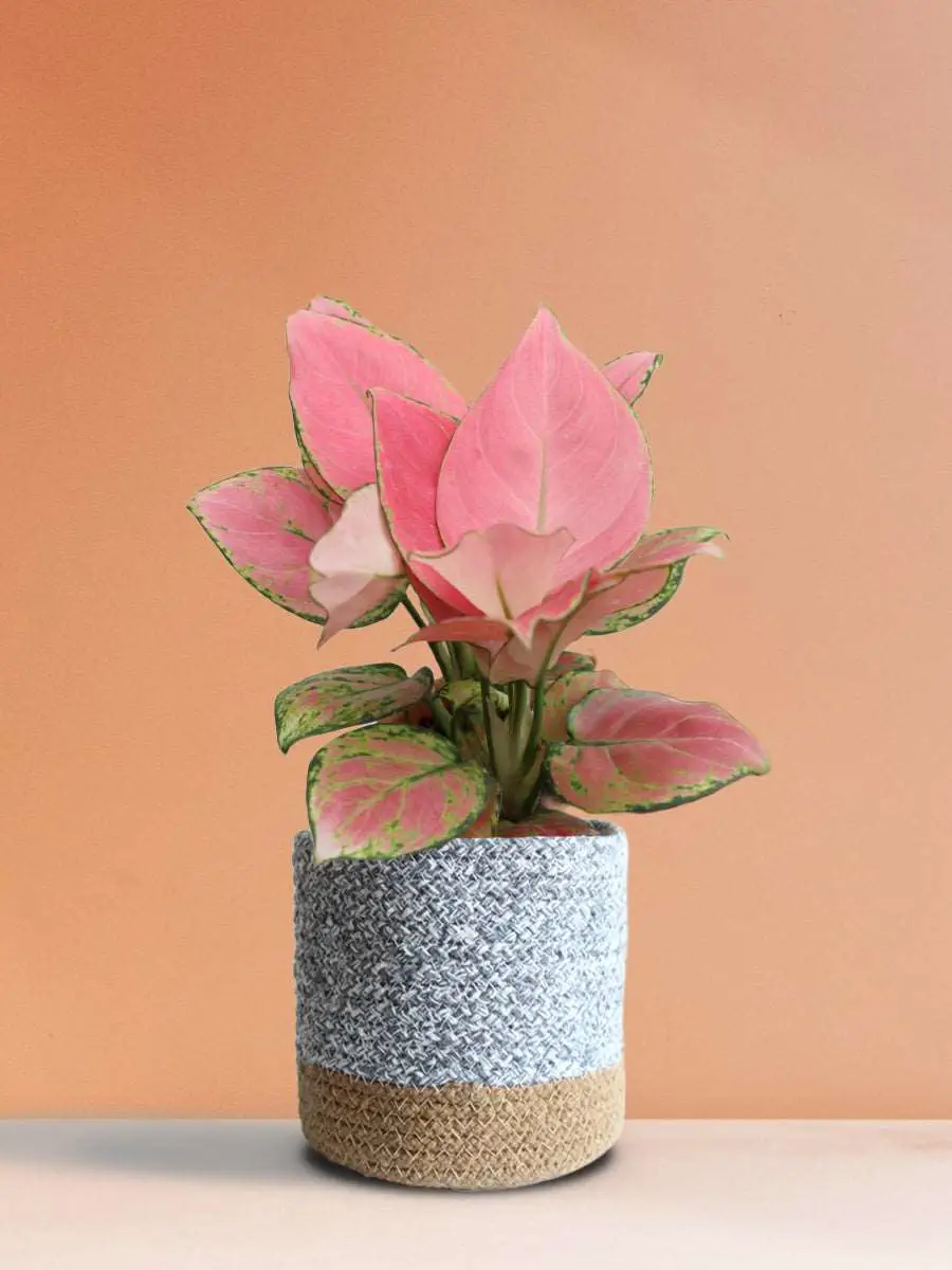 Aglaonema Pink Anjamani (Medium) - Image 6
