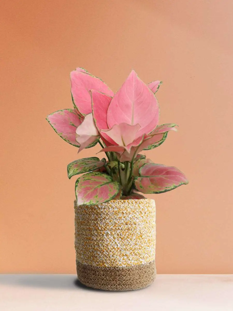 Aglaonema Pink Anjamani (Medium) - Image 8