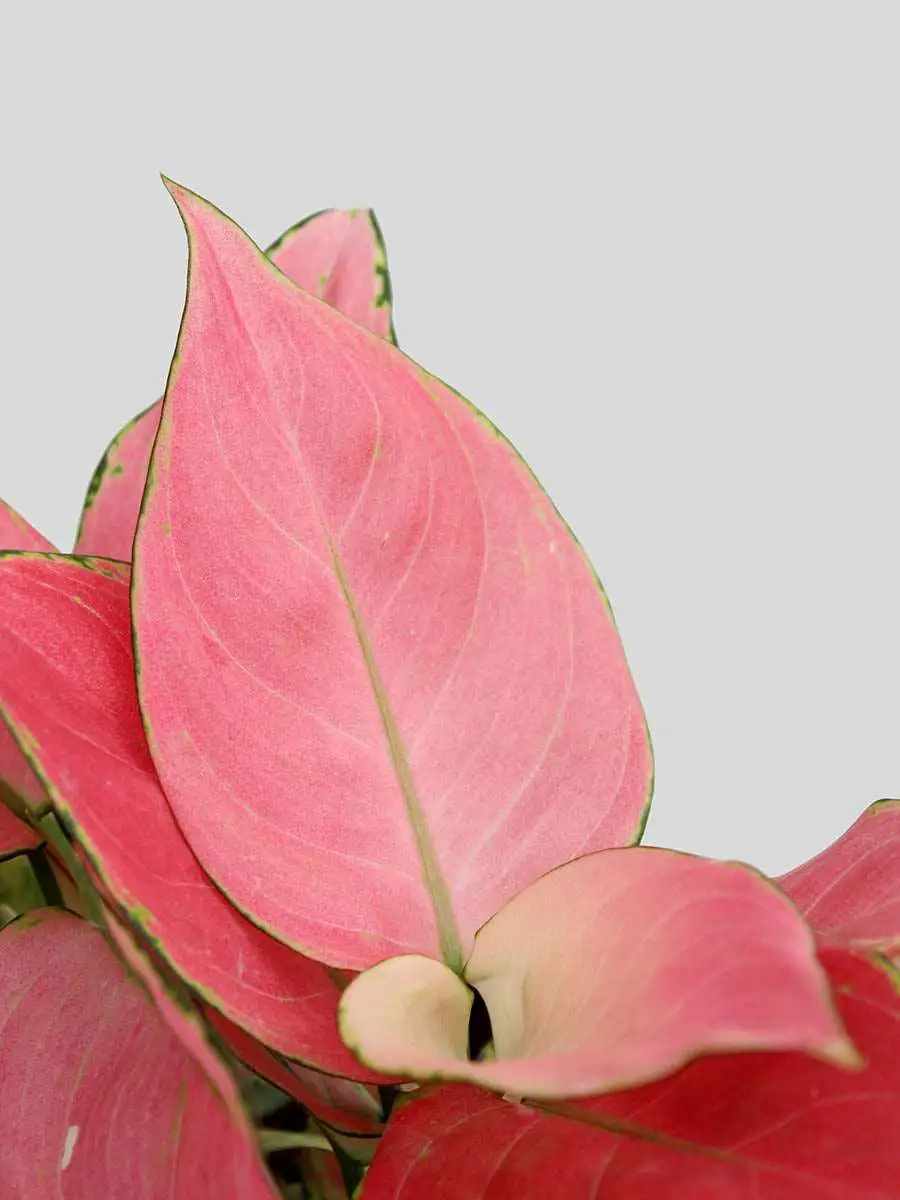 Aglaonema Pink Anjamani (Small) in Eco Pot - Image 10