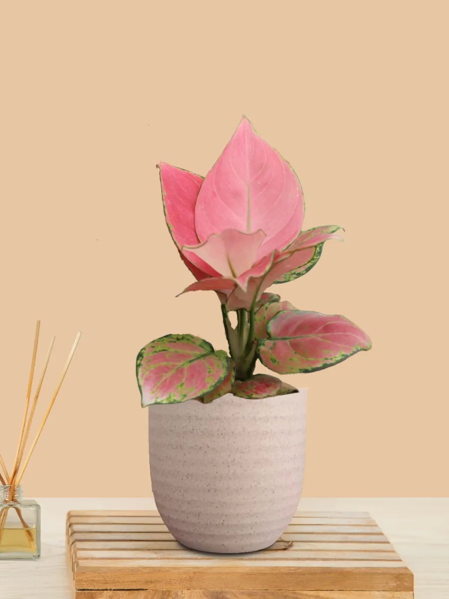 Aglaonema Pink Anjamani (Small) in Eco Pot - Image 18