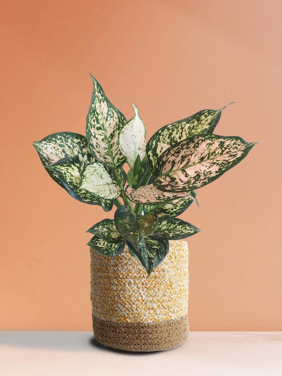 Aglaonema Pink Valentine (Medium) - Image 4