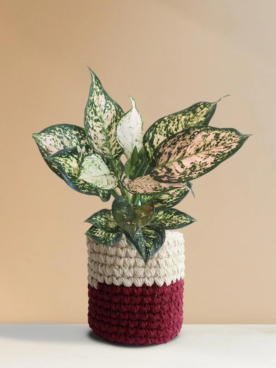 Aglaonema Pink Valentine (Medium) - Image 8