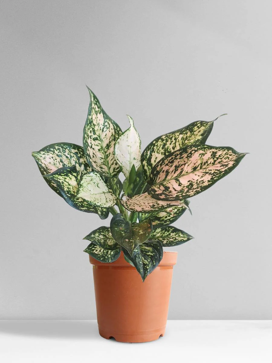 Aglaonema Pink Valentine (Medium) - Image 9