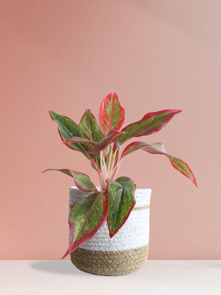 Aglaonema Red Lipstick (Medium) - Image 11