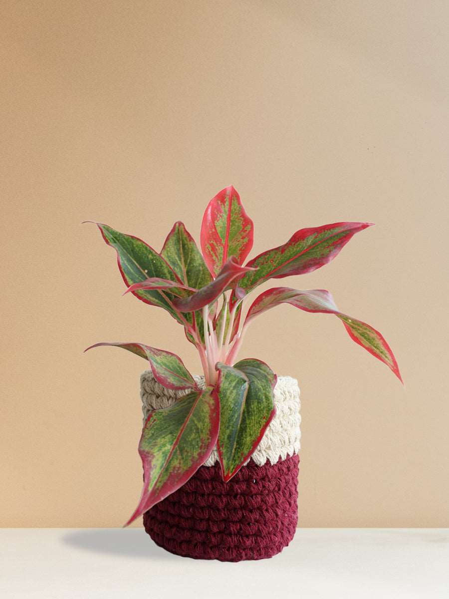 Aglaonema Red Lipstick (Medium) - Image 12