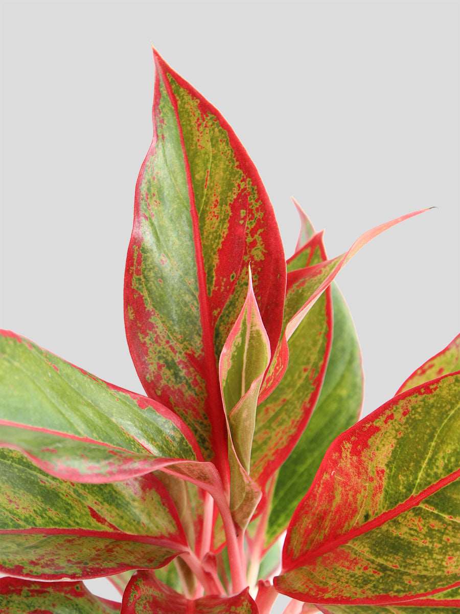 Aglaonema Red Lipstick (Medium) - Image 2