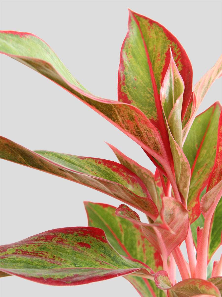 Aglaonema Red Lipstick (Medium) - Image 4