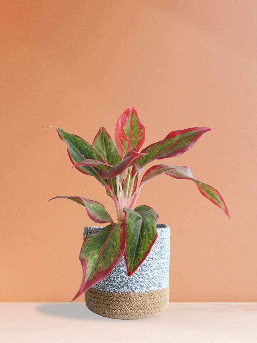 Aglaonema Red Lipstick (Medium) - Image 7