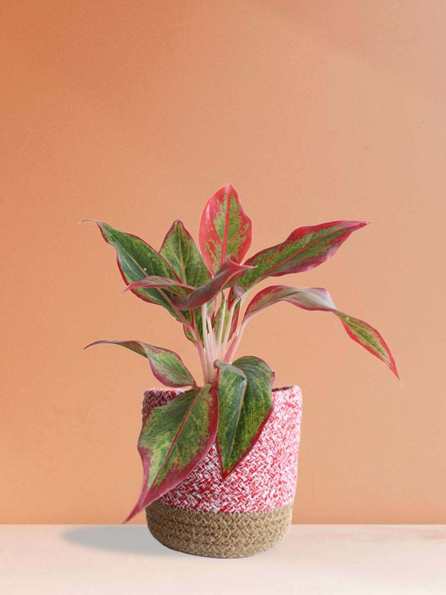 Aglaonema Red Lipstick (Medium) - Image 8