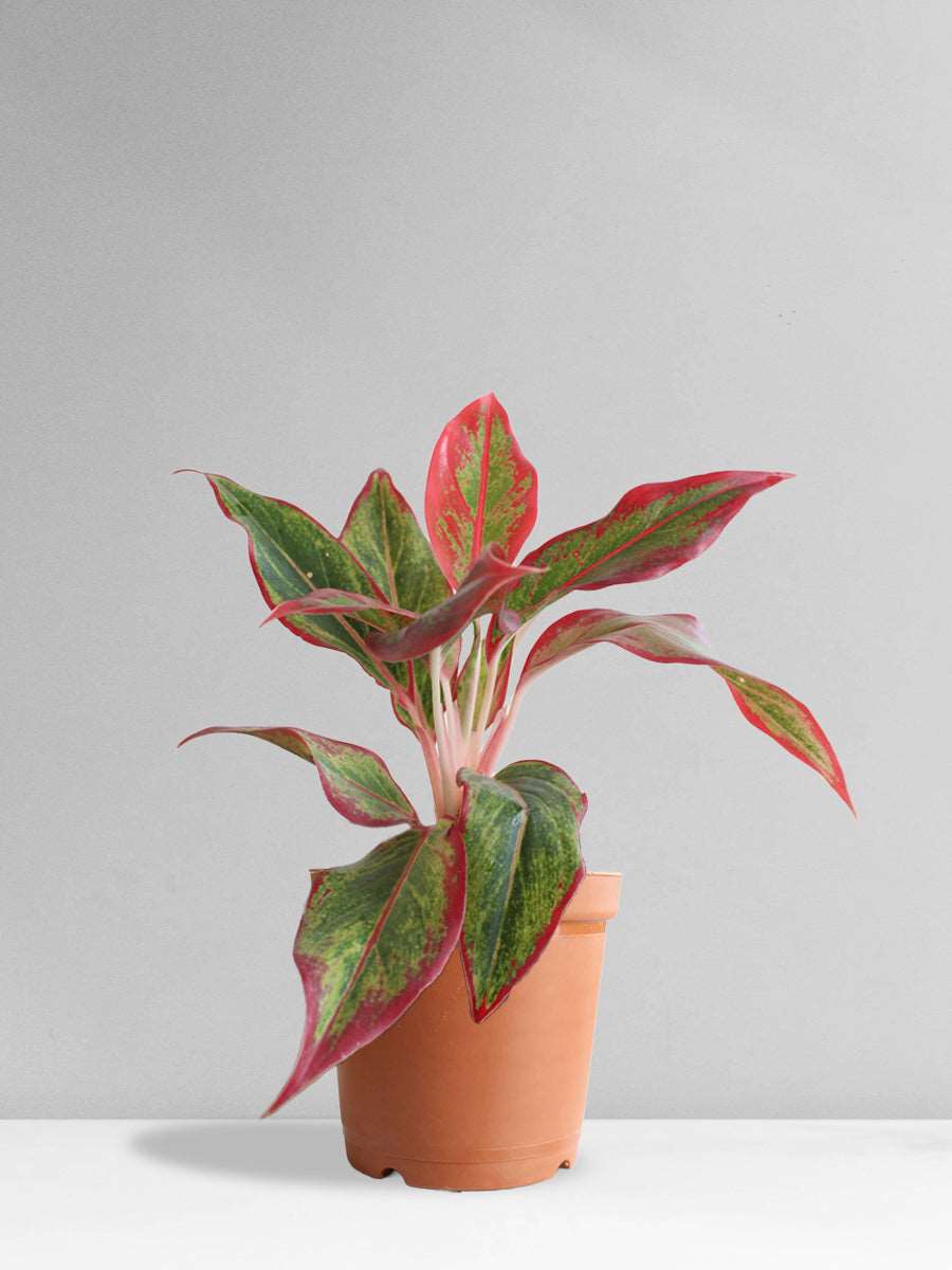 Aglaonema Red Lipstick (Medium) - Image 9
