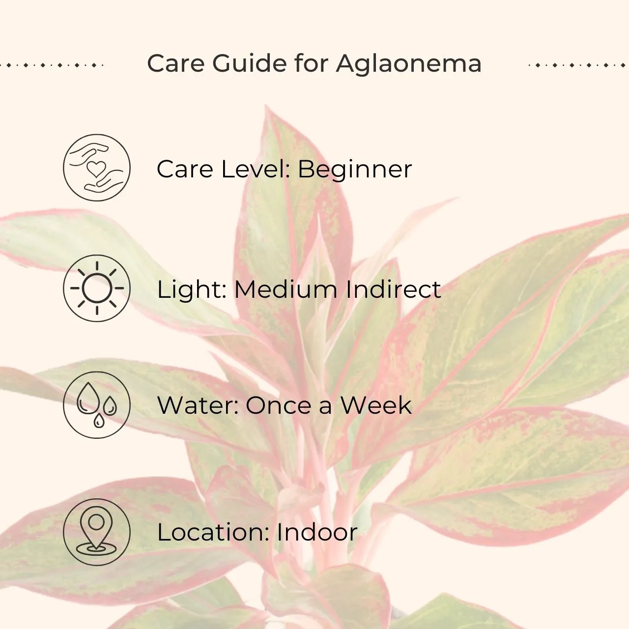 Aglaonema Red Lipstick (Small) in Eco Pot - Image 4