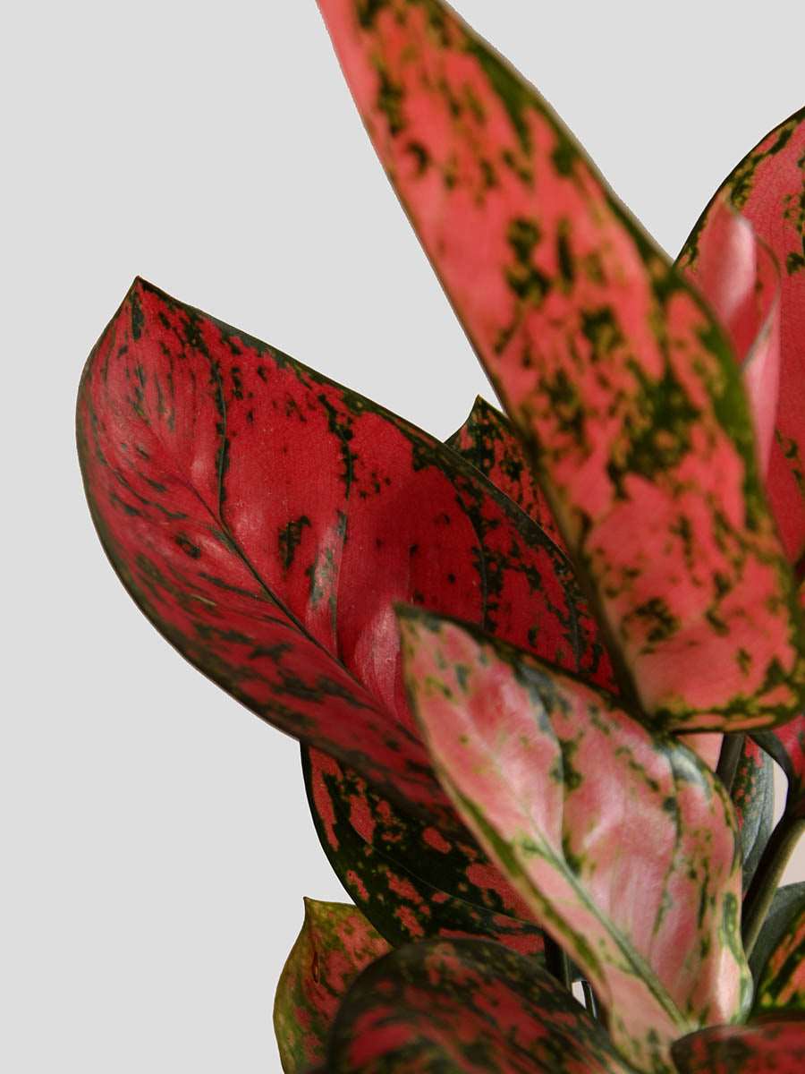 Aglaonema Red Valentine (Medium) - Image 2