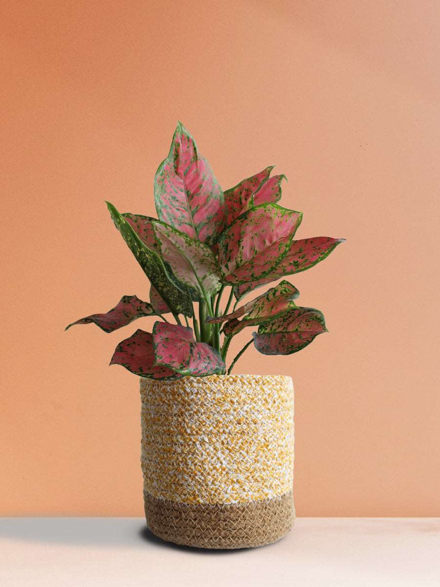 Aglaonema Red Valentine (Medium) - Image 6
