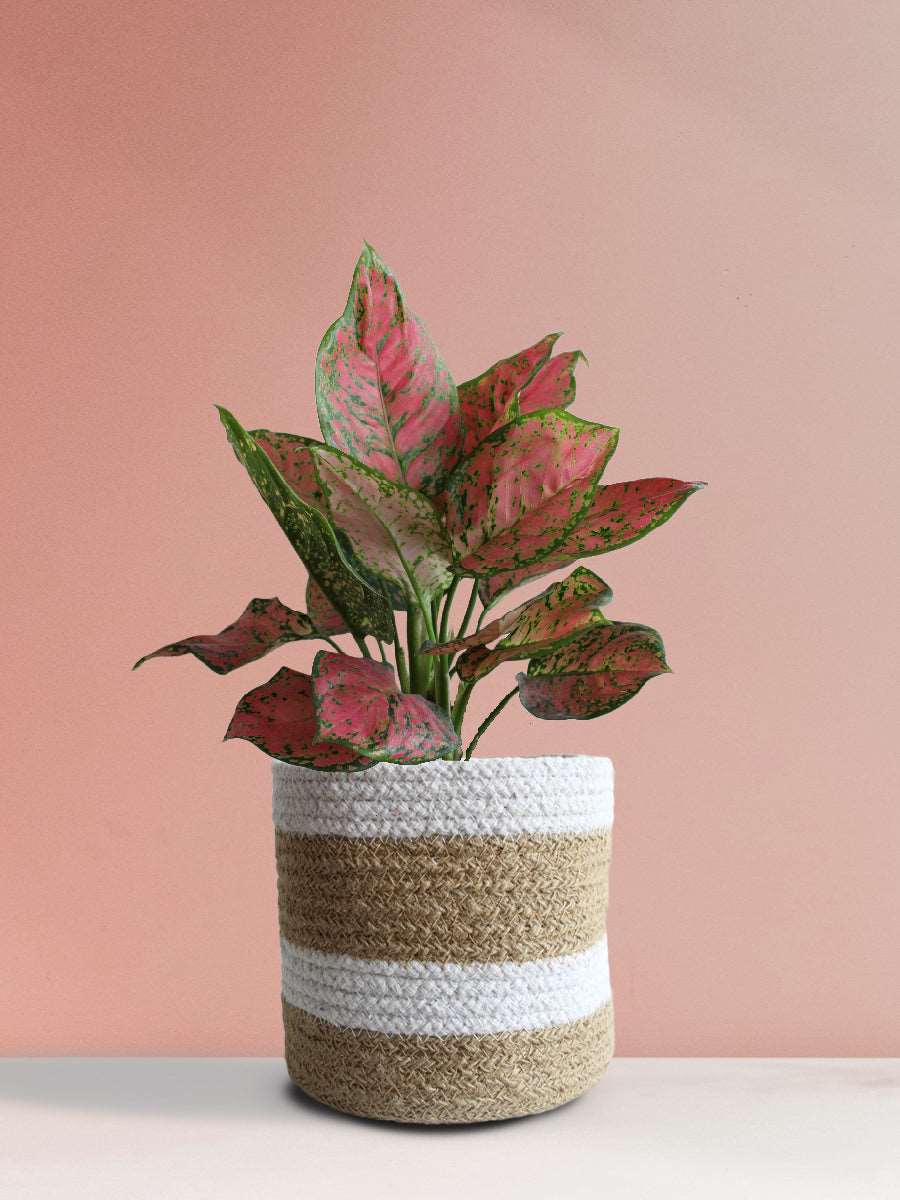 Aglaonema Red Valentine (Medium) - Image 8