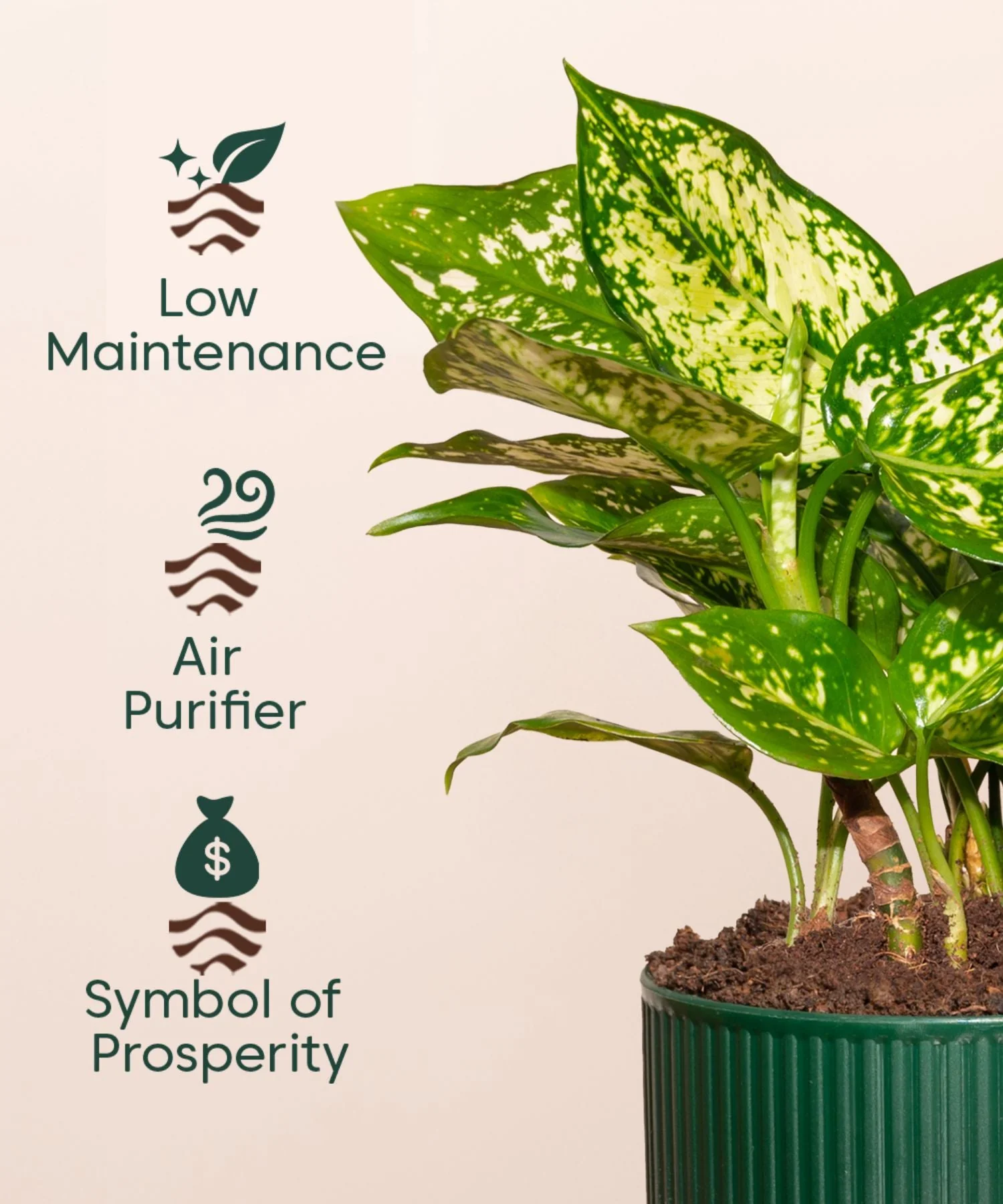 Aglaonema Snow White Plant With Mylo Self Watering Pot - Paytm Exclusive - Image 10