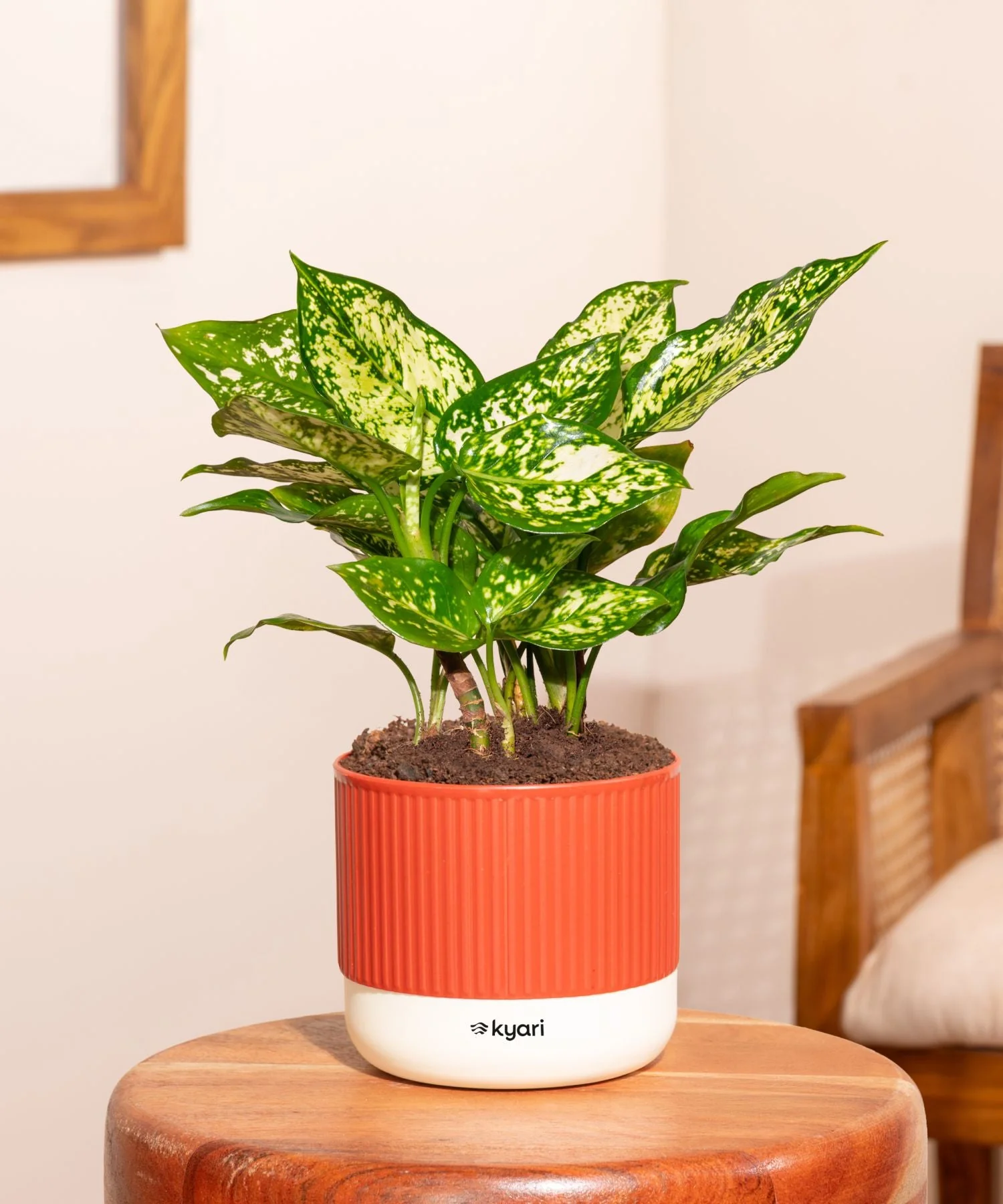 Aglaonema Snow White Plant With Mylo Self Watering Pot - Paytm Exclusive - Image 17