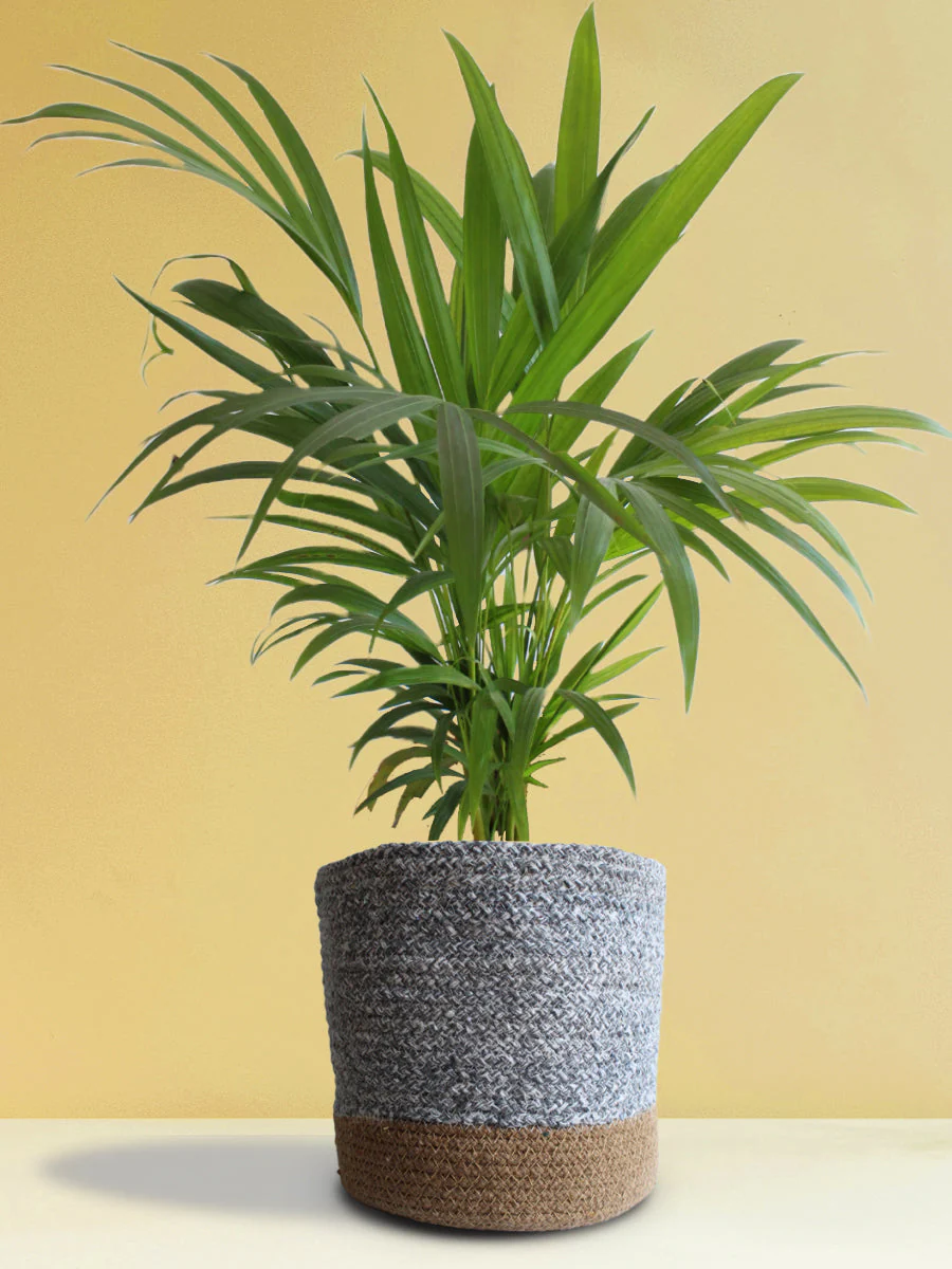 Air-Purifying Plants Combo (Beginner Friendly) - Image 4
