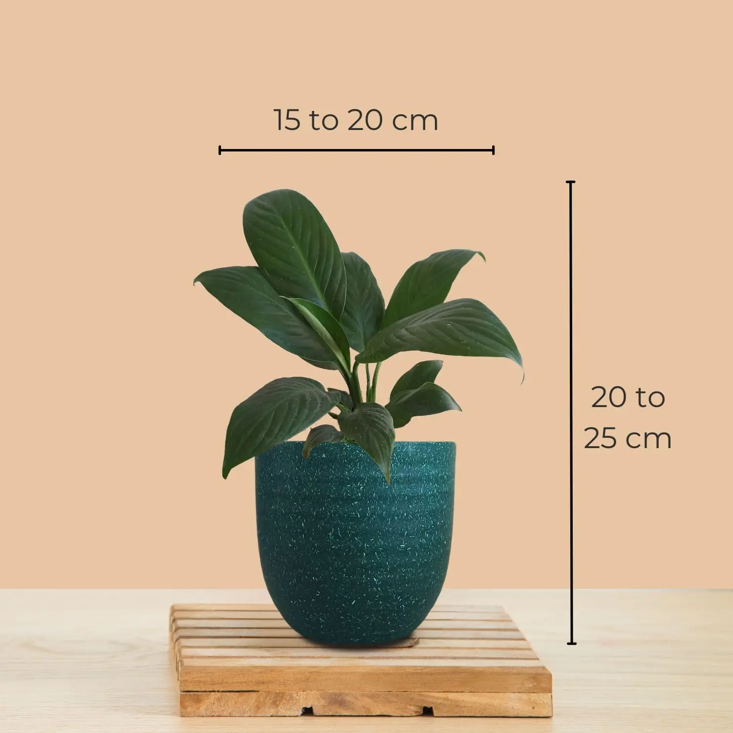 Air Purifying Plants Combo for Home in Eco Pots (Small) - Image 7