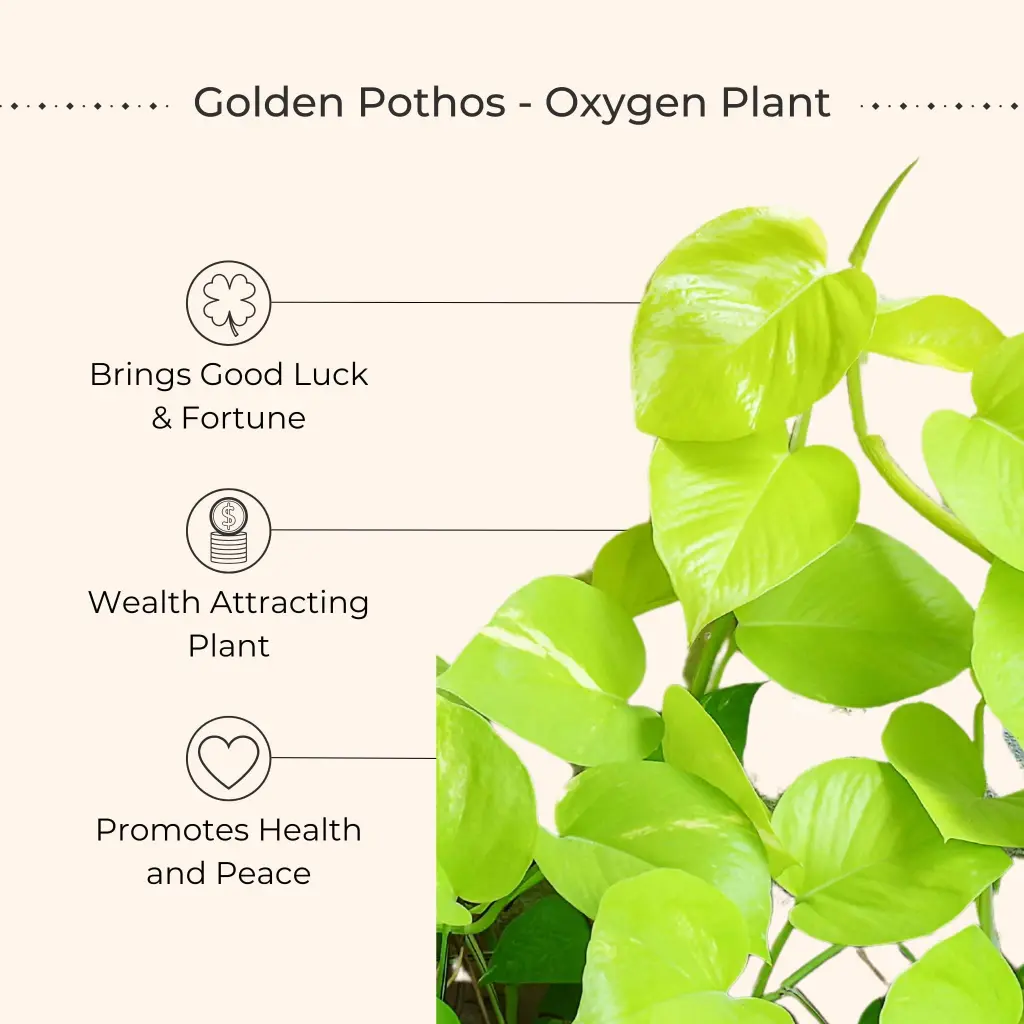 Air Purifying Plants Combo for Home in Eco Pots (Small) - Image 9