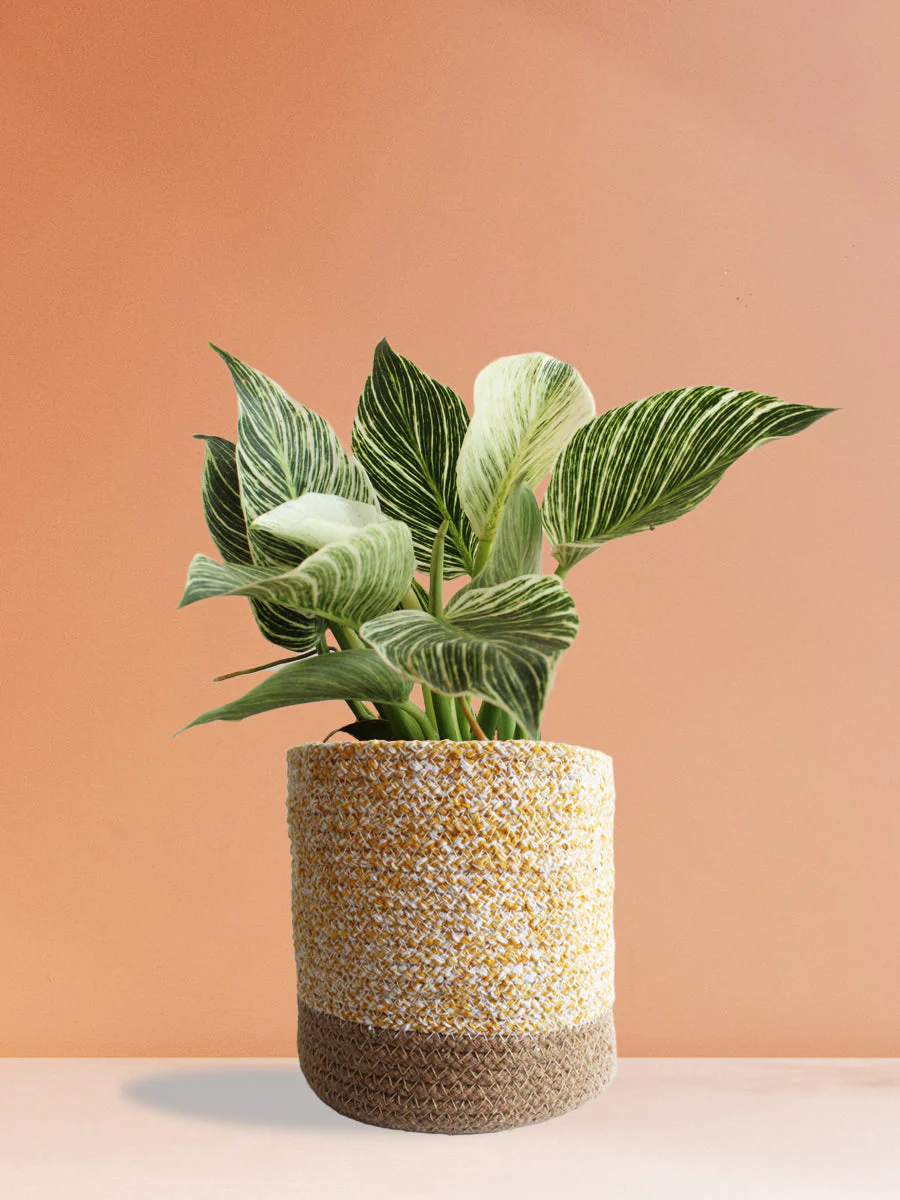 Air-Purifying Plants for Living Room - Image 4