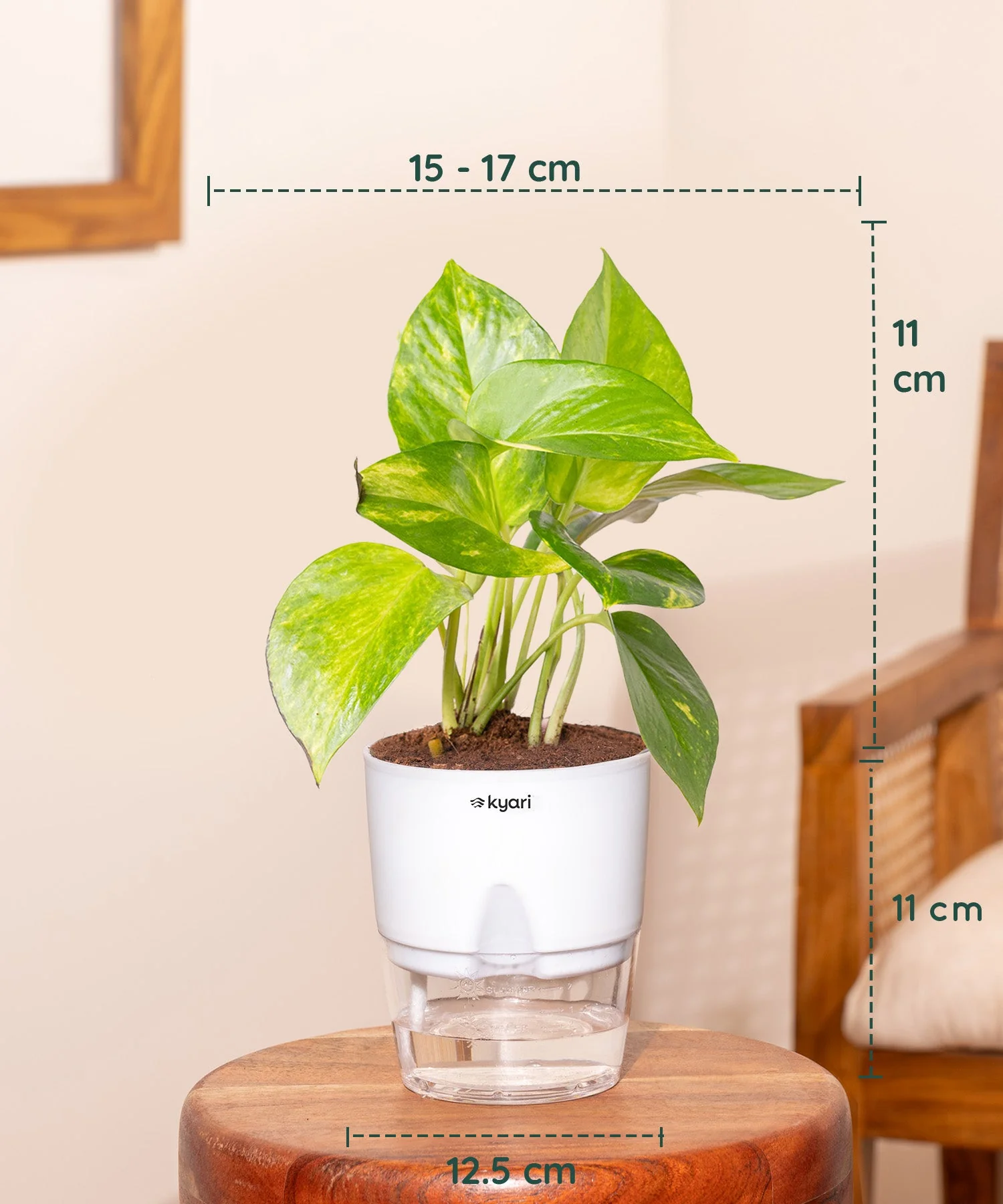 Aralia Green Plant , Green Money Varigated Plant & Lucky Jade Plant Combo - Image 4