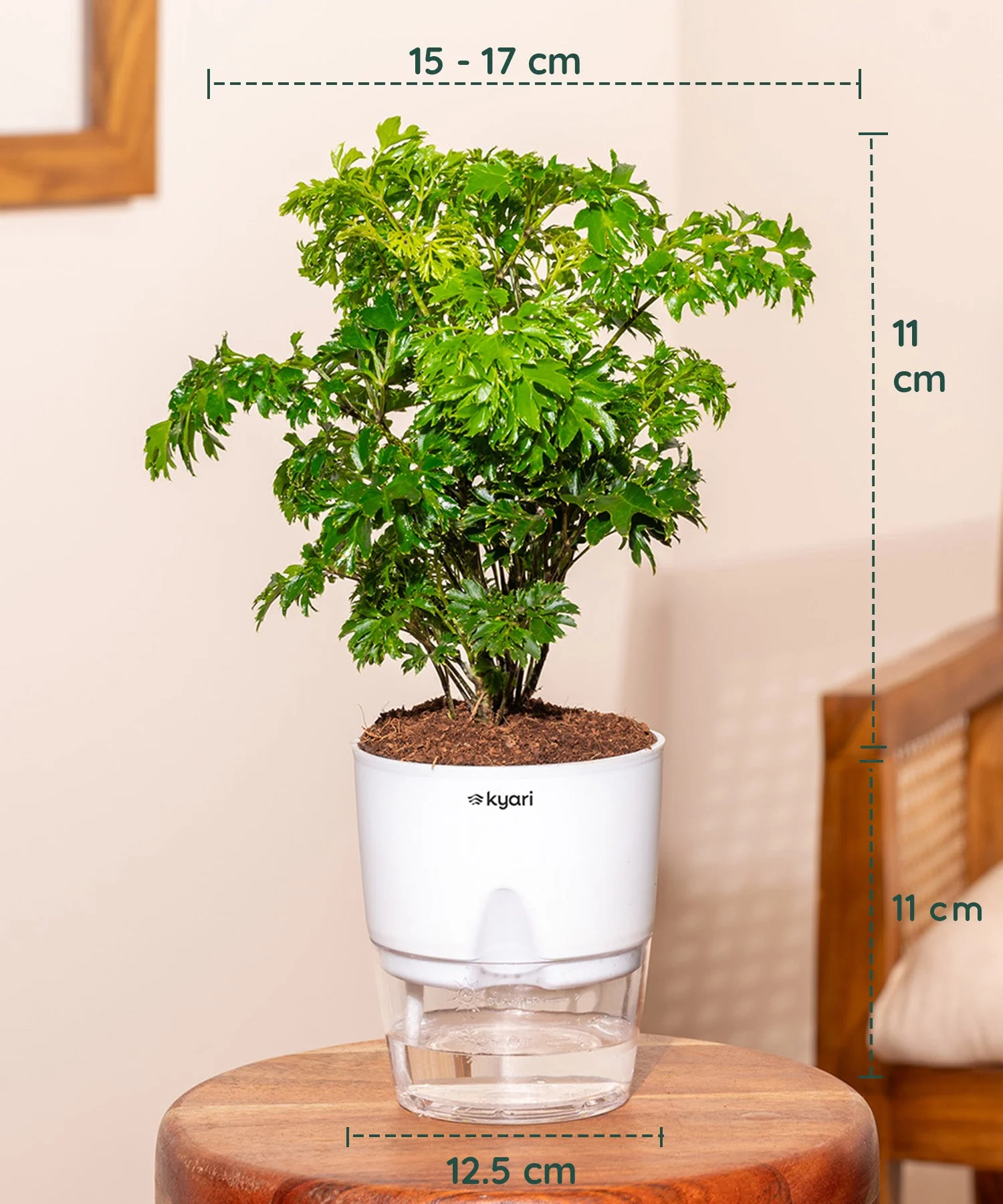 Aralia Green Plant , Green Money Varigated Plant & Lucky Jade Plant Combo - Image 5