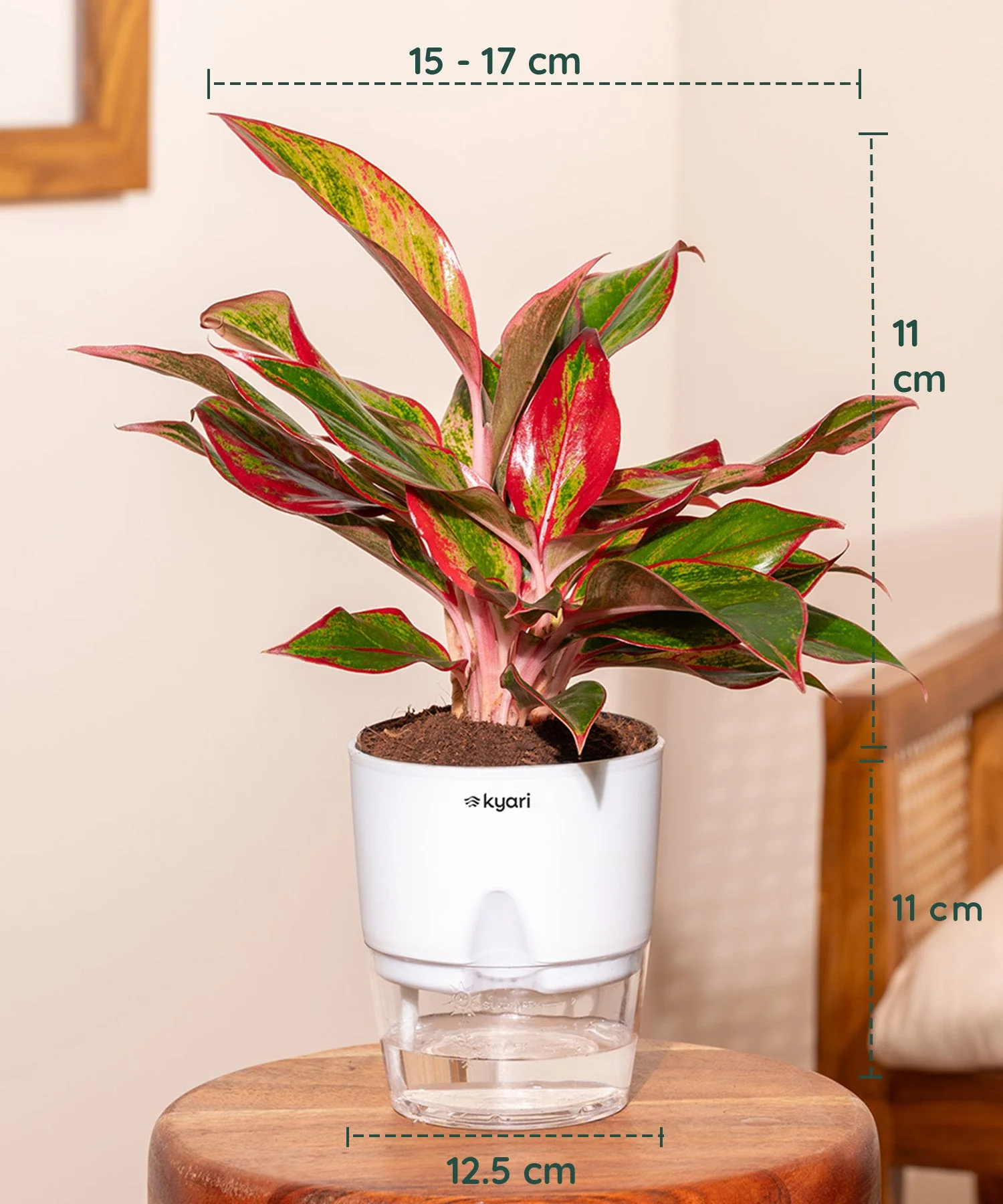 Areca Palm, Aglaonema Lipstick & Golden Money Plant Combo - Image 7