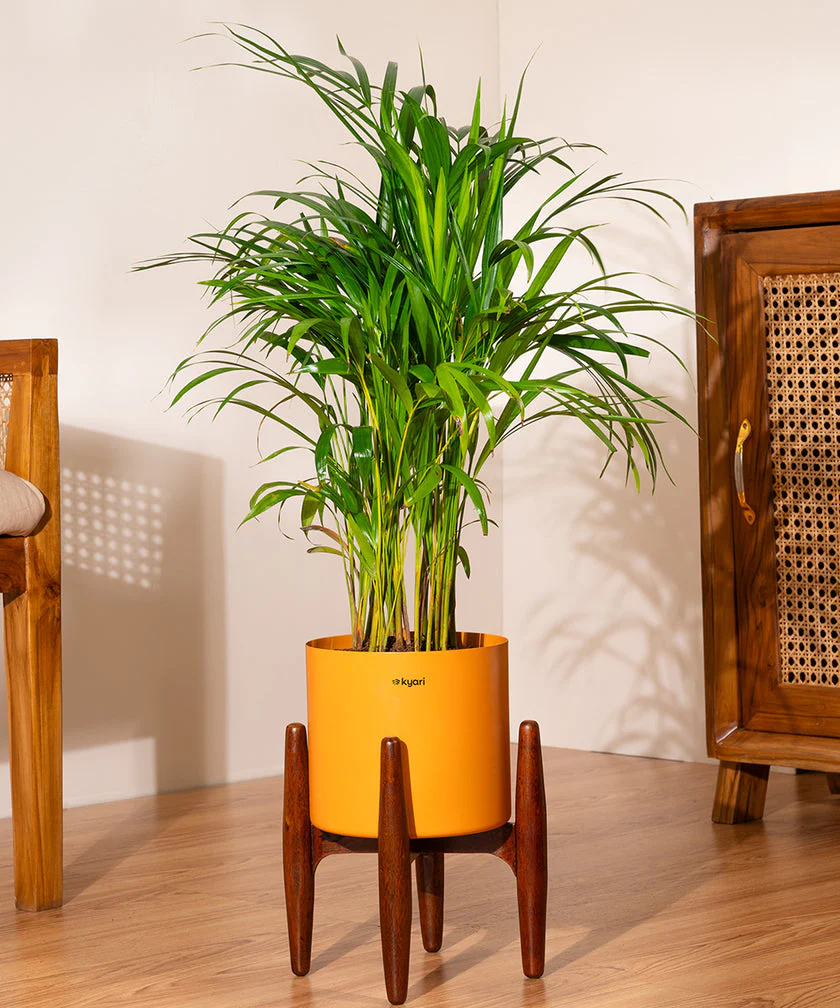 Areca Palm with Large Metal Self Watering Pot_ - Image 164