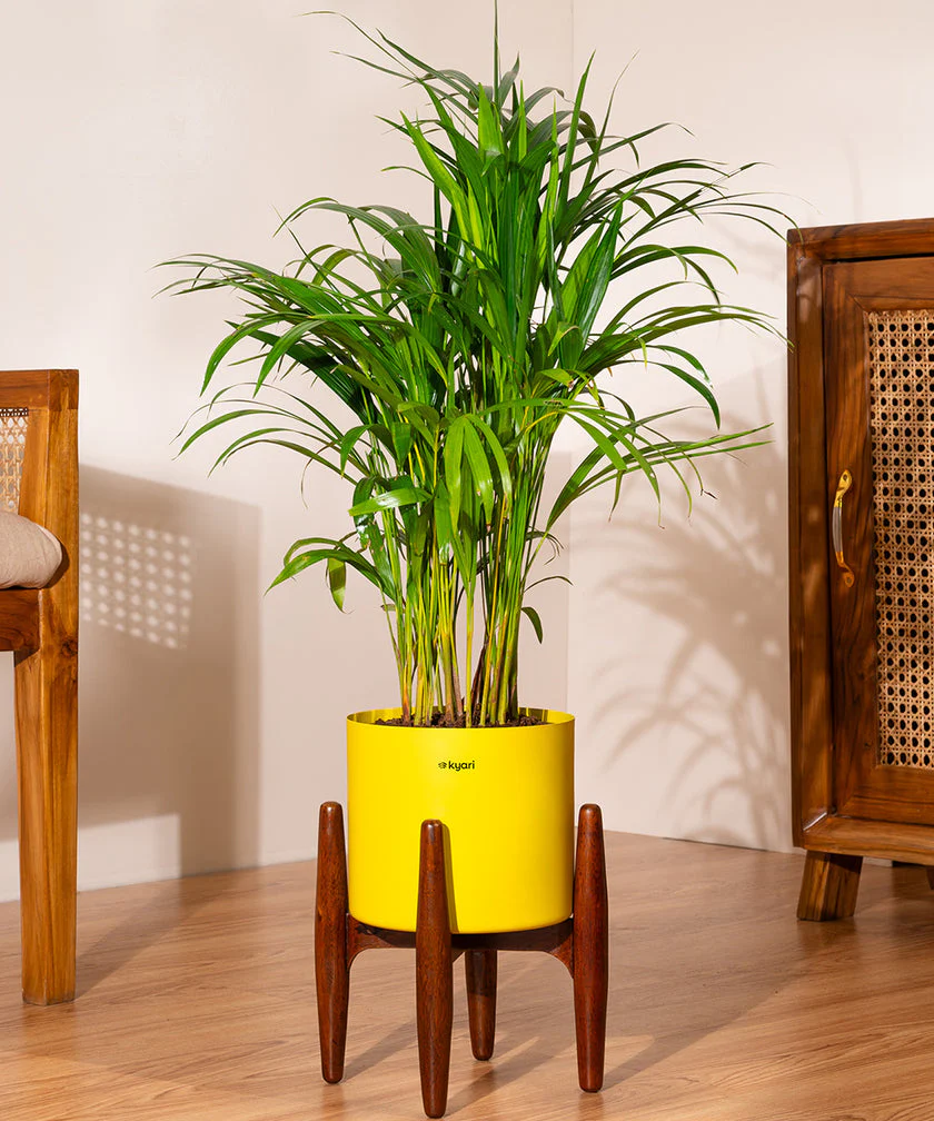 Areca Palm with Large Metal Self Watering Pot_ - Image 166