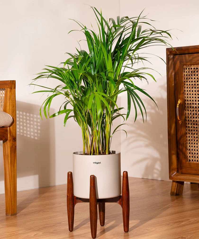 Areca Palm with Large Metal Self Watering Pot_ - Image 193