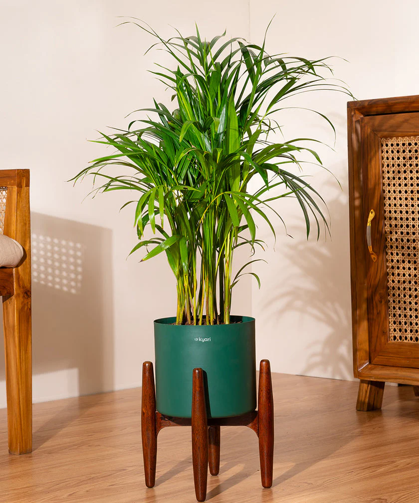 Areca Palm with Large Metal Self Watering Pot_ - Image 231