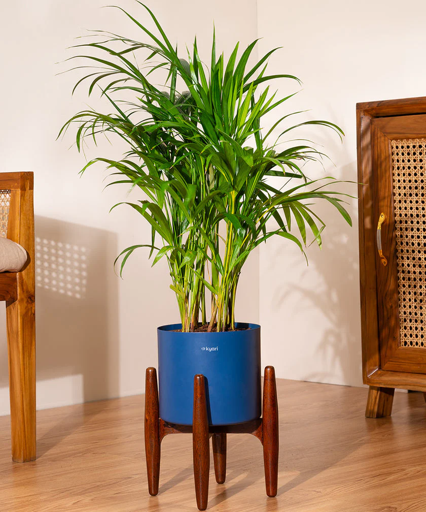 Areca Palm with Large Metal Self Watering Pot_ - Image 83