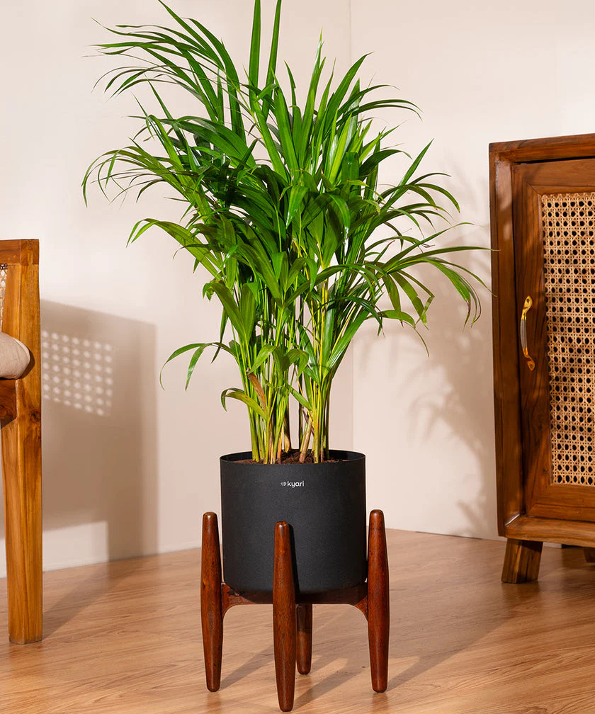 Areca Palm with Large Metal Self Watering Pot_ - Image 88