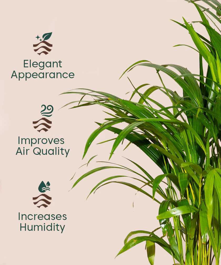 Areca Palm with Large Metal Self Watering Pot_ - Image 9