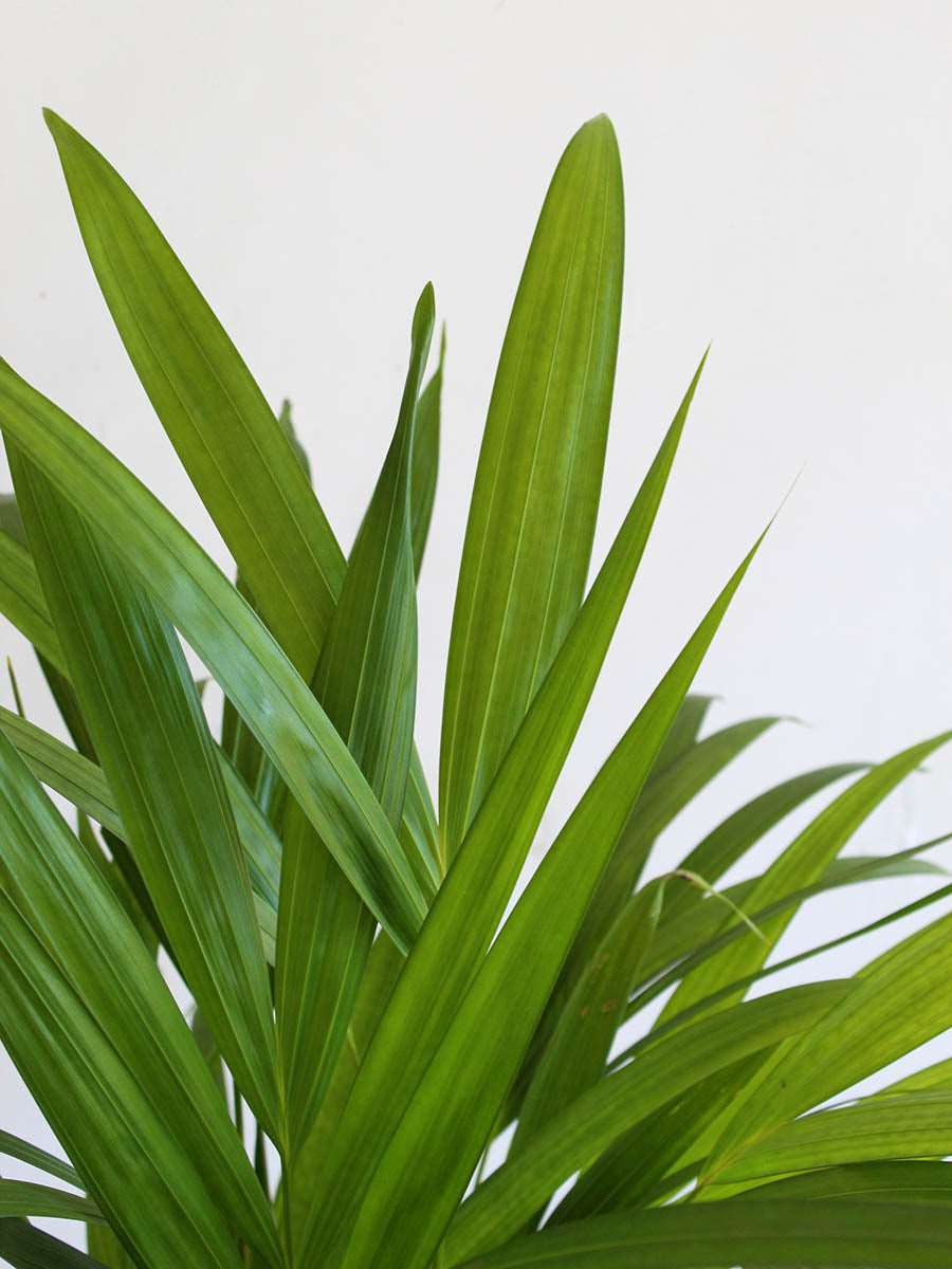 Areca Palm (X-Large) - Image 2