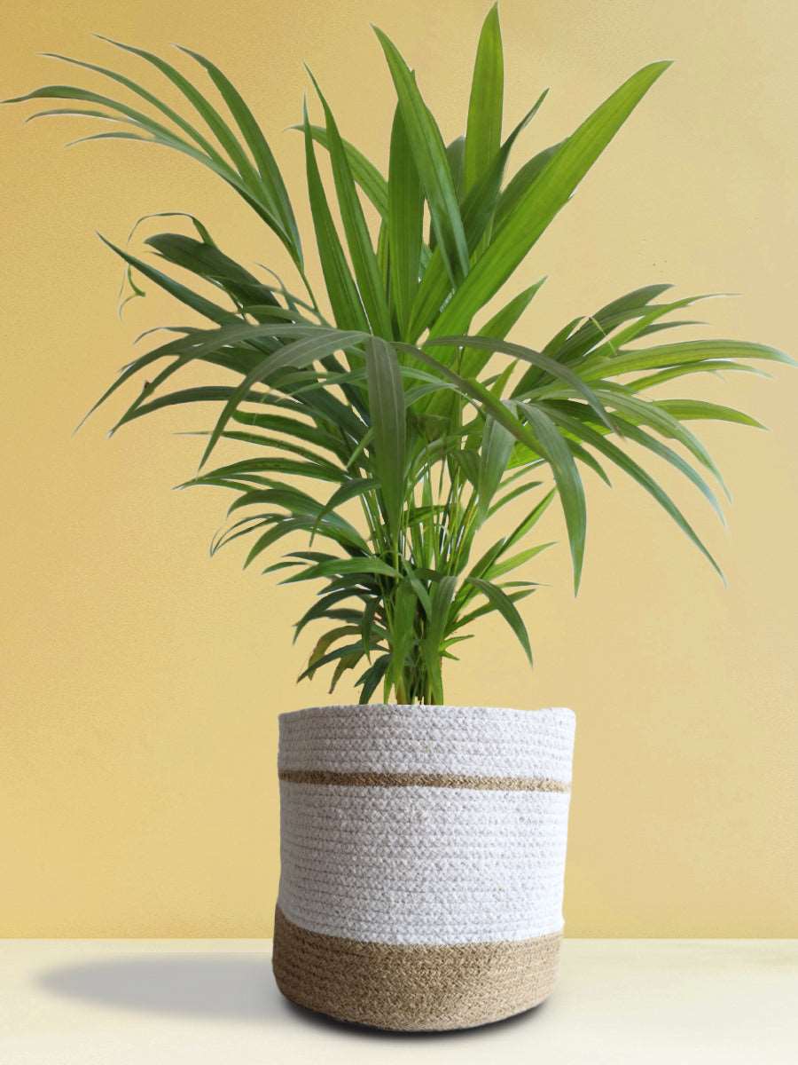 Areca Palm (X-Large) - Image 6