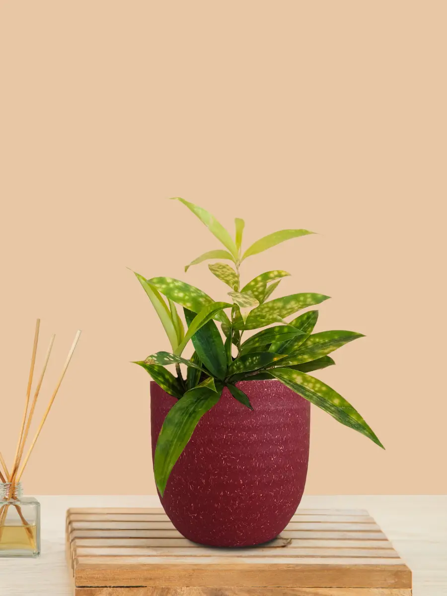 Bamboo Gold Dust Plant (Small) in Eco Pot - Image 3
