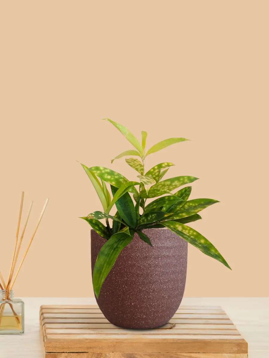 Bamboo Gold Dust Plant (Small) in Eco Pot - Image 4
