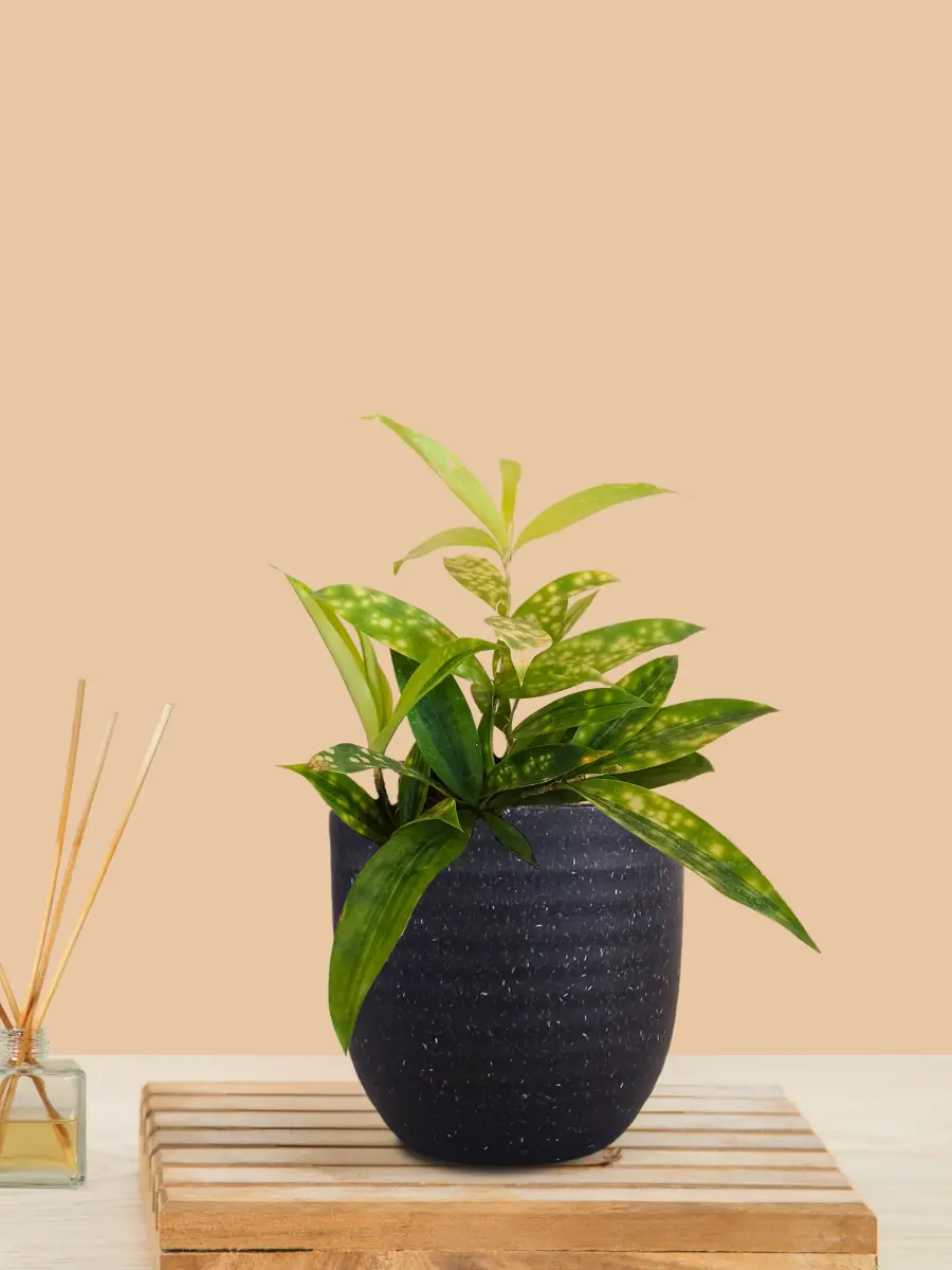 Bamboo Gold Dust Plant (Small) in Eco Pot - Image 5