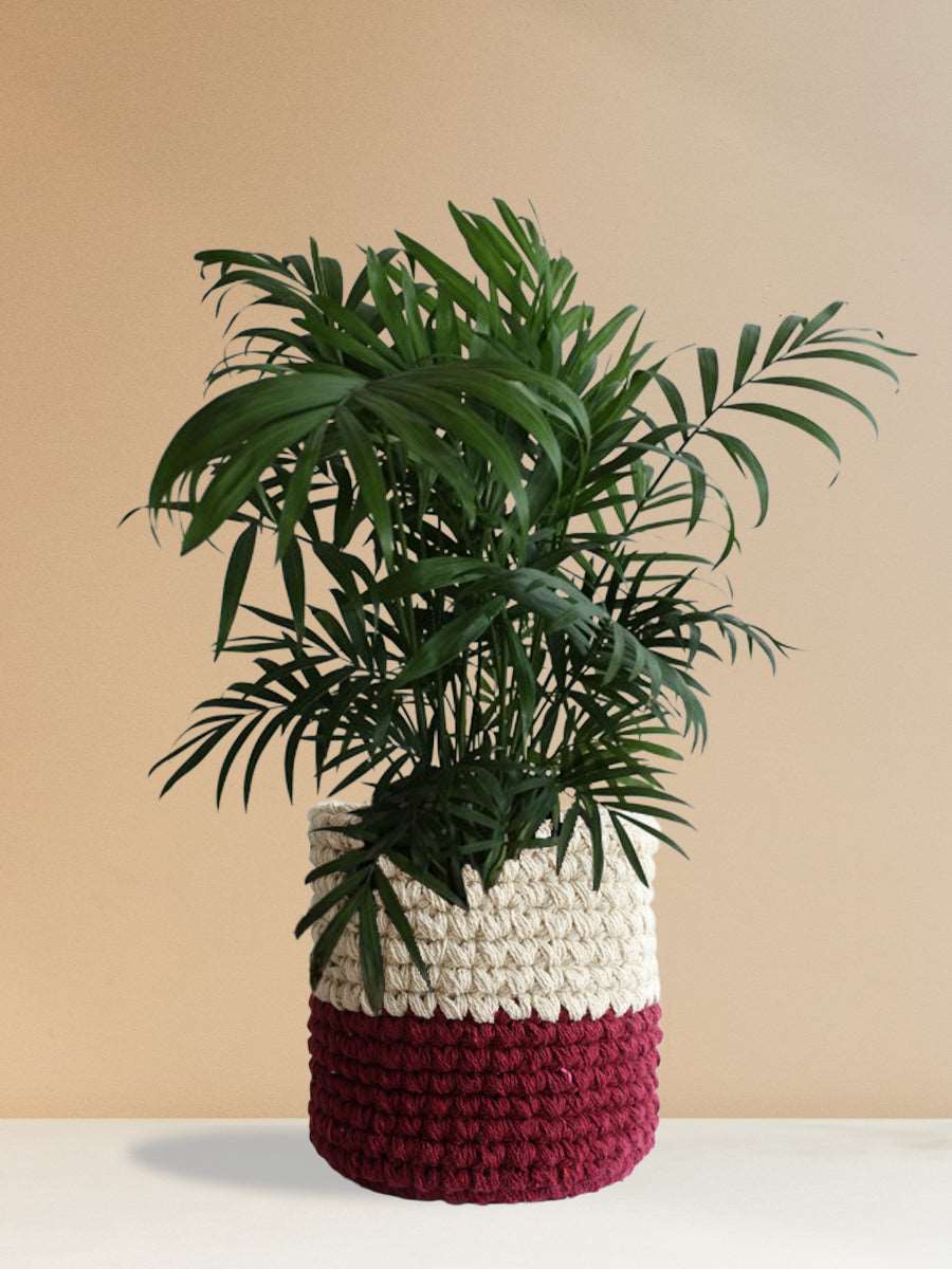 Bamboo Palm (Large) - Image 10