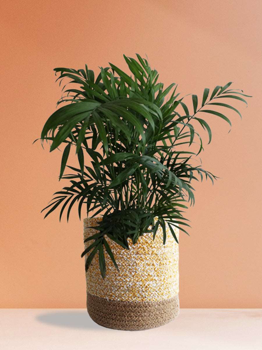 Bamboo Palm (Large) - Image 7