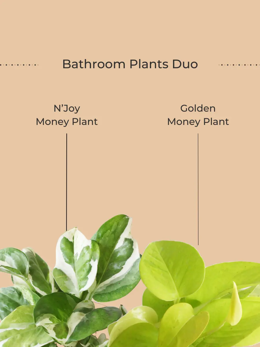 Bathroom Plants Combo (Small) - Image 2